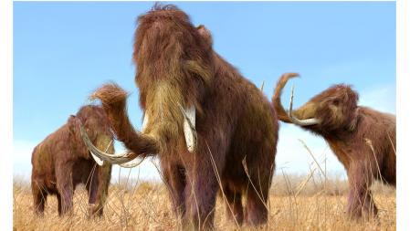 Ilustración de un grupo de mamuts lanudos, como se cree que vivían en Siberia .  

The woolly mammoth (Mammuthus primigenius) was a species of mammoth, the common name for the extinct elephant genus Mammuthus. The woo