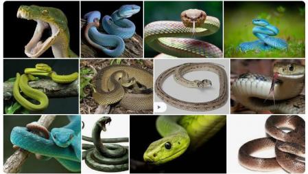 Todas las especies de serpientes existentes en la actualidad proceden de un pequeño grupo superviviente de la la quinta gran extinción .