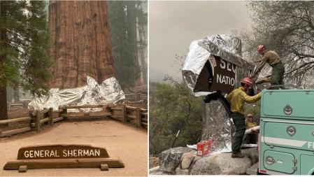 Protección térmica e ignífuga colocada en la emblemática secuoya General Sherman y en uno de los carteles de acceso al parque .