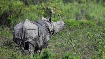 Ejemplar de rinoceronte indio 'Rhinoceros unicornis'  .