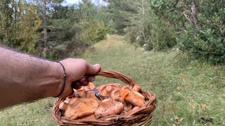 El éxito está asegurados estos días, con el 'rovelló' en los bosques de la Ribagorça
