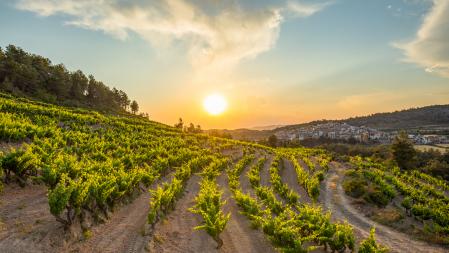 Campos de viñedos en la DO Montsant