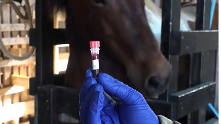 Muestra de sangre de una yegua en una granja en Islandia  .