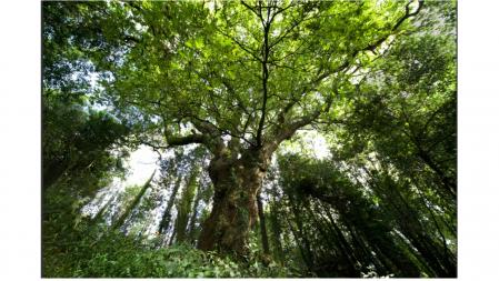El roble de Conxo tiene 30 metros de altura y 3,75 metros de perímetro en la base del tronco .