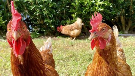 Las medidas de vigilancia recuperadas por el ministerio, que ya se aplicaron en 2006, pretenden reducir el riesgo de gripe aviar