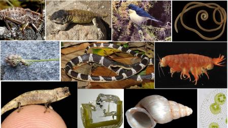 Colección de algunas de las especies descubiertas o descritas durante el 2021  .