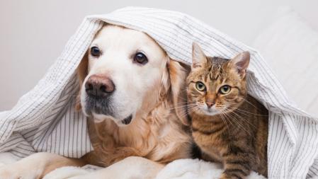 Todas las mascotas serán reconocidas como seres sintientes