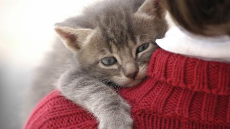 Los gatos de colonias y los menores de 2 años son los que presentan más casos seropositivos por  bartonella  .