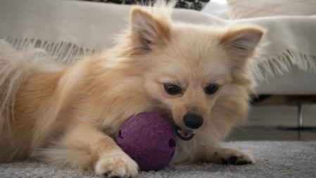 Un perro de la raza pomeranian