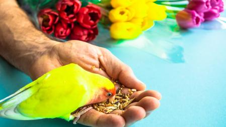 Un ejemplar de agapornis