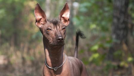 Ejemplar de la raza Xoloitzcuintli