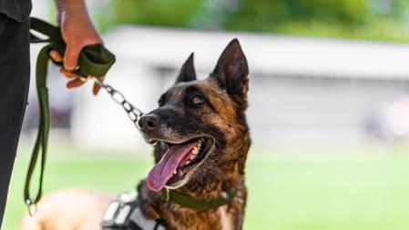 Ejemplar de pastor belga, especialista en detectar por olfato