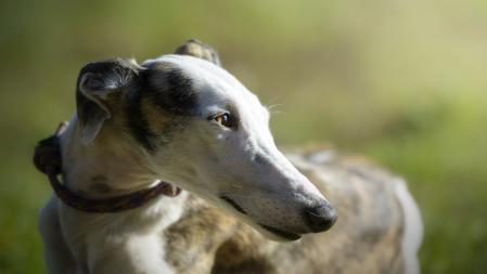 Un galgo ha resultado el más perjudicado, perdiendo su vida