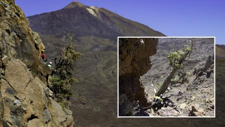 Uno de los cedros de Canarias ('Juniperus cedrus') que, según la datación, puede ser el árbol de más edad de la Unión Europea .