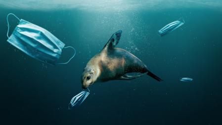 La mala gestión de materiales como las mascarillas provoca contaminación marina, por ejemplo ..