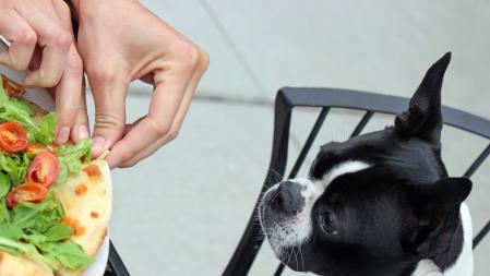 Un perro comiendo sobras de la comida