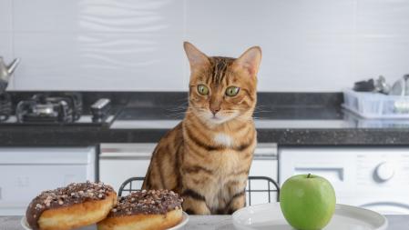 Un gato frente a unos donuts y una manzana