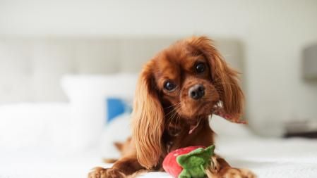 Cachorro de Puppy Spaniel