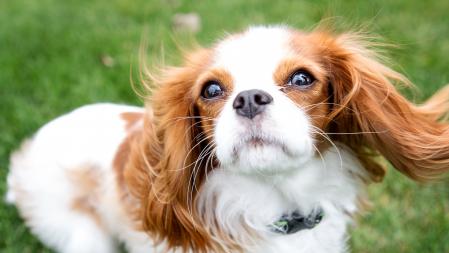 Cavalier King Charles Spaniels
