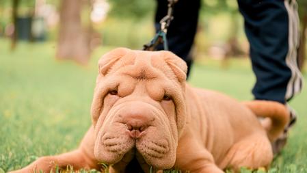Shar Pei