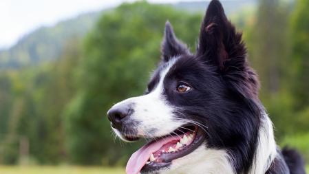 Ejemplar de Border Collie