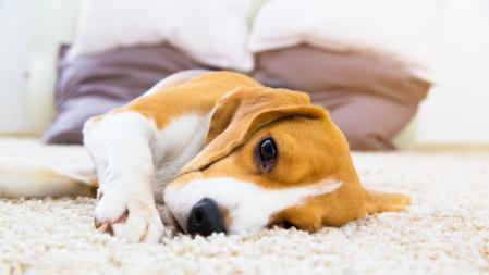 Hay que estar muy atento a la aparición de cualquier bulto o protuberancia en su perro