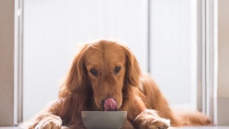 Golden Retriever comiendo