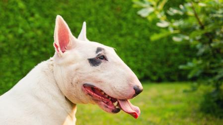 Bull Terrier blanco
