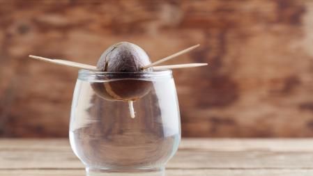 Aguacate germinando