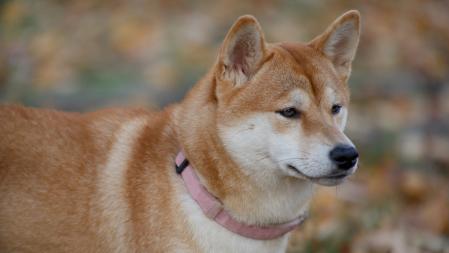 Shiba Inu