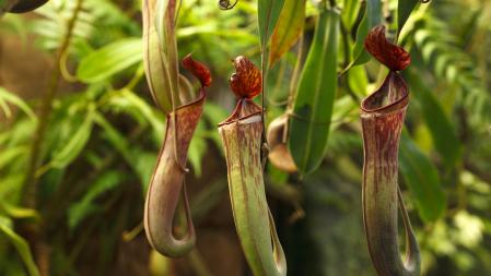 Carnivorous plant in marshy background. In aRGB color for beautiful prints.
