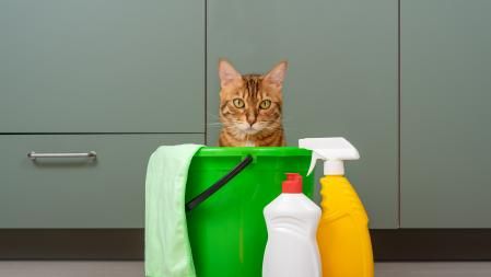 Gato con productos de limpieza