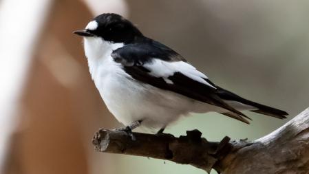 Ejemplar macho adulto de papamoscas cerrojillo en plumaje nupcial