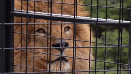 Tras el vallado, los leones disponen de una gran extensión de terreno donde recuperan el contacto con la naturaleza tras una vida pasada en carromatos de circo o en otros lugares inadecuados, algunos llegan con serios probleas de salud.
