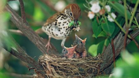 El aumento de la temperatura de finales de invierno y principio de primavera parece estar alterando el ciclo de cría en diversas especies .