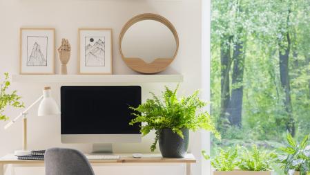 Un helecho decorando una habitación