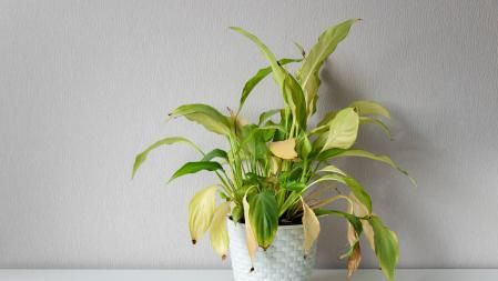 Planta con hojas secas