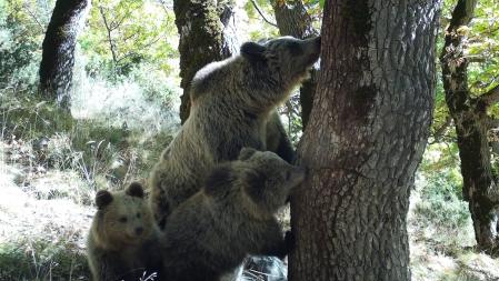 Osa con dos crías nacidas en 2021, en una imagen de fototrampeo del 24 de octubre  .