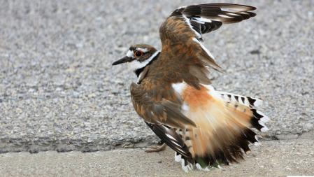 Ejemplar de chorlitejo colirrojo ('Charadrius vociferus') en una exhibición de la táctica del ala rota .