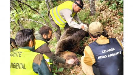 Agentes de la Junta en los trabajos de rescate del cuerpo del oso fallecido tras la caída .