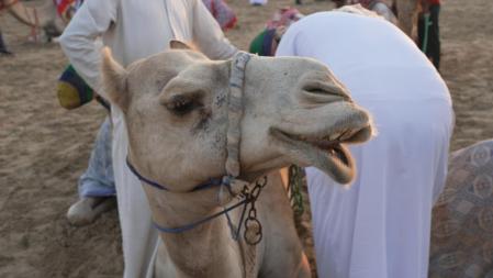Los camellos han sido tradicionalmente el principal medio de transporte de Abu Dabi