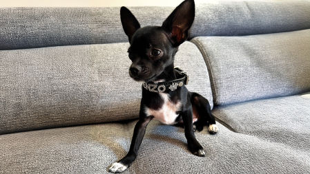 Kenzo, perro de Rebeca Pous