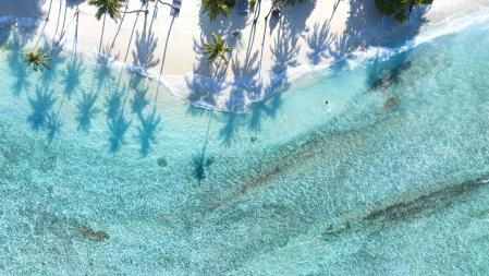 Palmera de verano y playa tropical con fondo de cielo azul