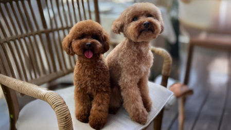 Charlie y Quilla, los perros de Cristina Tárrega. 