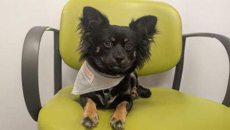 Chia, perro de terapia asistida en cárcerles con mujeres y niños.&nbsp;