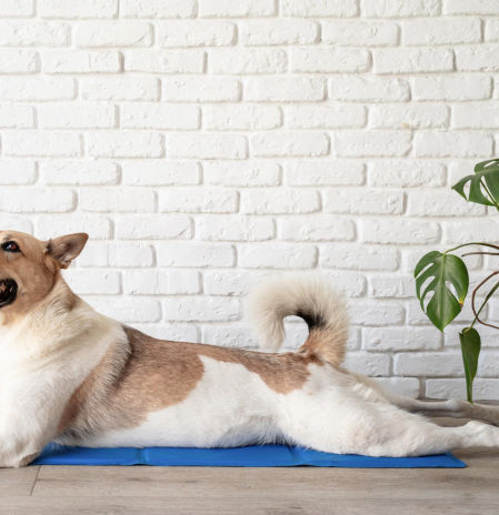 La esterilla refrescante para perros que arrasa en Amazon: el truco del verano para que tu mascota no sufra el calor