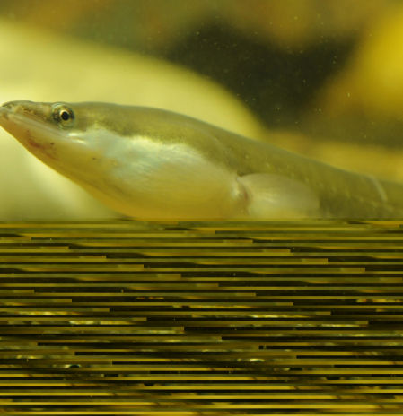 La anguila europea desaparece de ríos y mares