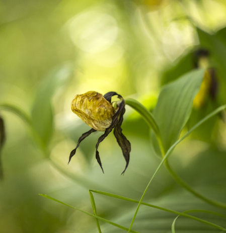 Los guardianes de las orquídeas