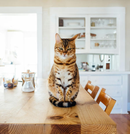 Lídia López, experta en comportamiento felino: “Para tu gato supone un riesgo que fumes en casa, algunas plantas decorativas o aromas como a pino”