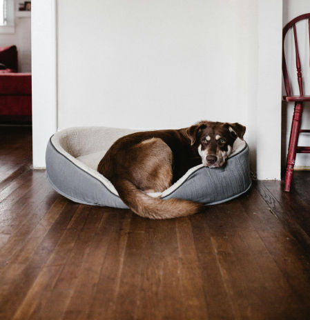 Los problemas para convivir con animales de compañía siguen en España: la ley ha cambiado, pero los obstáculos continúan, en el día a día